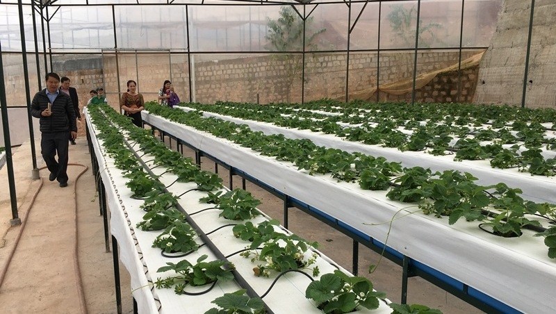 An enterprise from HCM City invests in a hi-tech agricultural production project in Lam Dong province. (Photo: K.V)