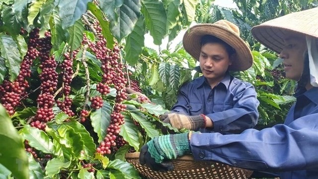 Farmers harvest coffee in Lam Dong Province (Photo: VNA)