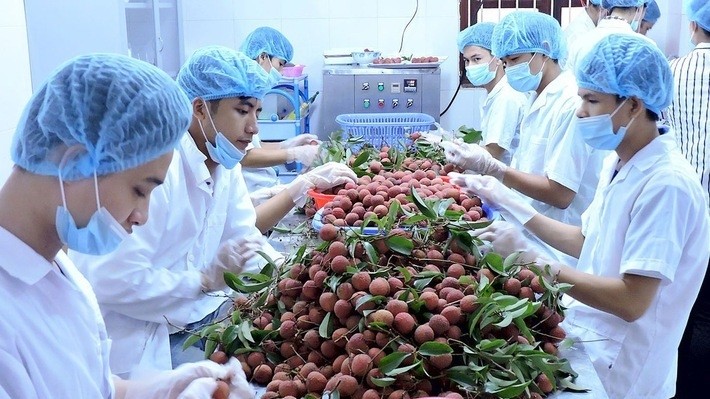China remained Vietnam’s top market for fruits and vegetables. (Photo: Nha Dau Tu)