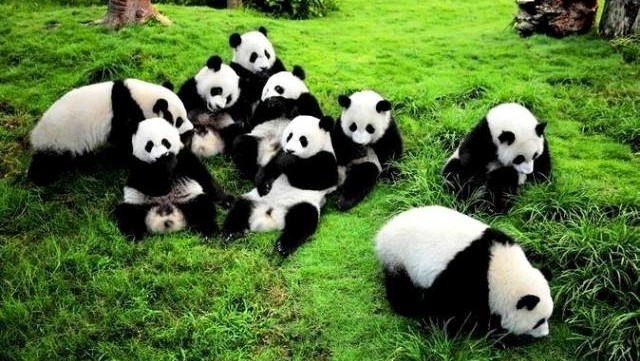 Chengdu, the capital city of Sichuan, is well-known for the Giant Panda Breeding Research Base.