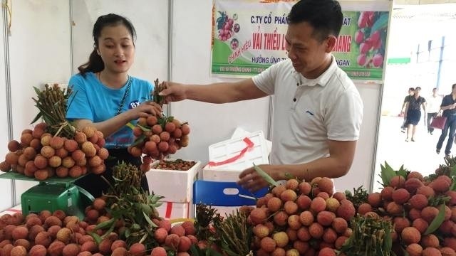 Luc Ngan lychees showcased at the Lychee Week in Hanoi