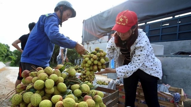 Over 13,000 tonnes of fresh lychee exported via Tan Thanh border gate (Photo: VNA)