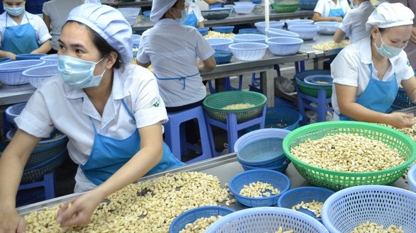 Processing cashew nuts at a business in Phuoc Long town, Binh Phuoc province. (Photo: tuoitre.vn)