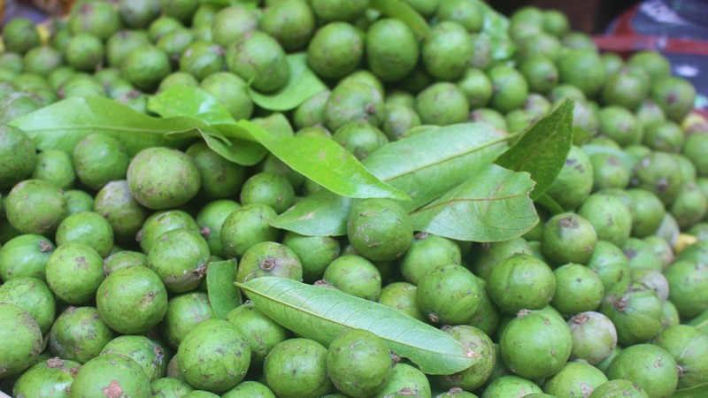 The green colour of young sau fruit. (Photo: Dan Tri)