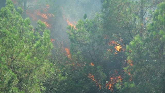 The prolonged hot weather increases high risk of forest fire. (Photo: NDO/Ngo Tuan)