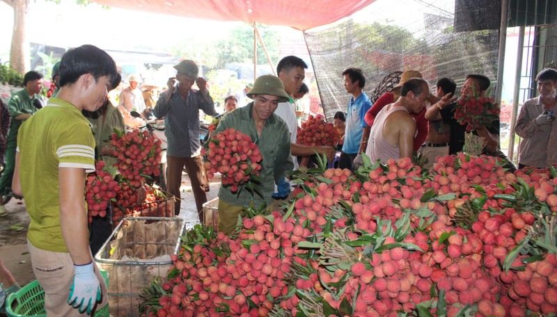 Top-quality lychees are sold at as high as VND75,000 per kilogram. (Photo: CPV)