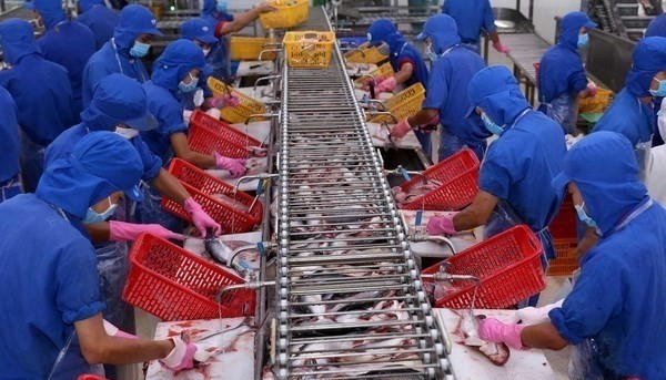Processing Tra fish for export (Photo: VNA)