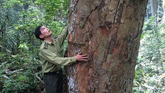 An ancient 'nghien' tree at the Thac Gieng protected site