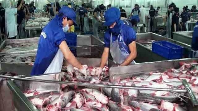 Pangasius enterprises are taking active preparation to receive incentives from EVFTA. (Photo: NDO/Bui Quoc Dung)