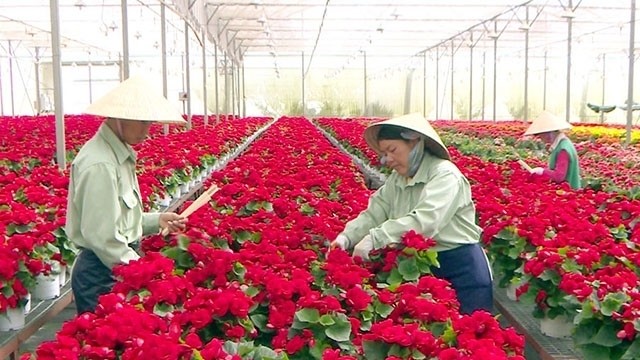 The Da Lat Flower brand has become famous at home and abroad.