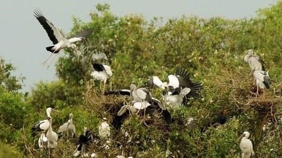 Birds flock to Tram Chim National Park. (Photo: VNA