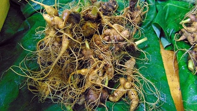 Ngoc Linh ginseng sold at tens to hundreds of million of Vietnamese dong each.