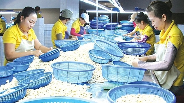 Processing cashew nuts for exports in An Phu Industrial Zone, Tuy Hoa City, Phu Yen province. (Photo: NDO/Viet An)