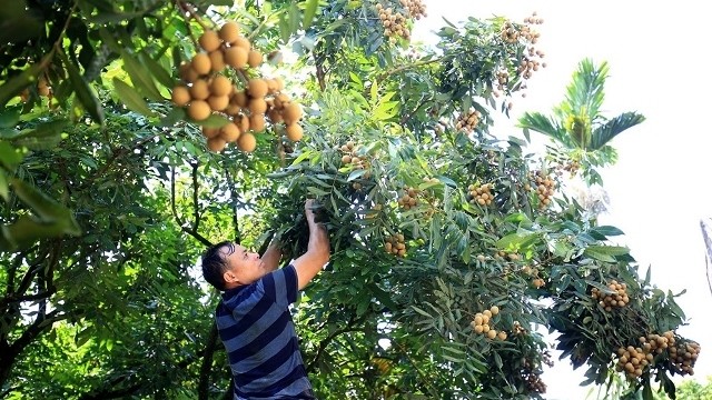 The harvest time has started in the longan-growing areas of Hung Yen City, and Khoai Chau, Kim Dong and Tien Tu districts