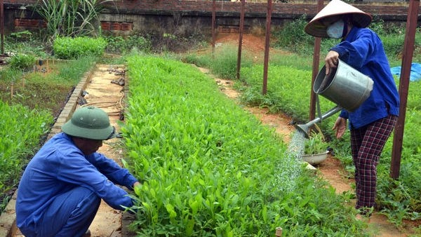 Workers are taking care of young plants at a forest company in Tuyen Quang province. (Photo: Bao Tuyen Quang)