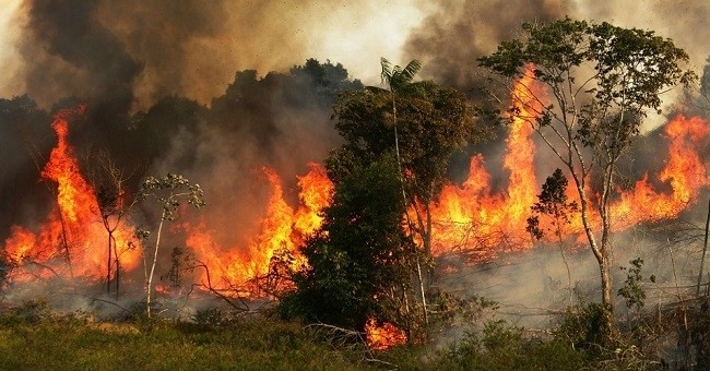 So far this year, there have been 74,155 fires in Brazil, more than half of them in the Amazon jungle, according to the National Space Research Institute.