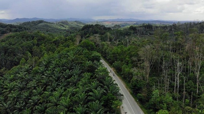 Bukit Soeharto, a forested area between the districts of Penajam Paser Utara and Kutai Kartanegara, in East Kalimantan Province, is to be the center of Indonesia's new capital. (Photo: Nikkei Asian Review)