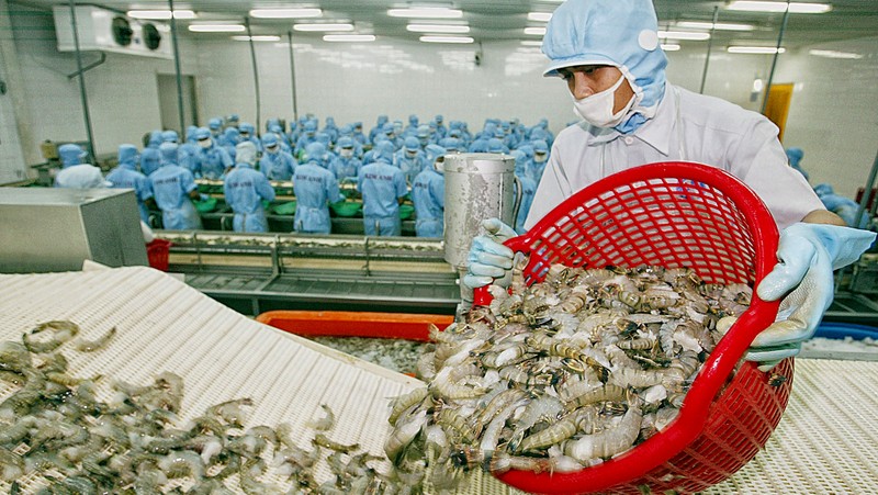 Vietnamese shrimp exports to the US increased by 37.2% to hit US$77 million in July 2019 alone. (Illustrative image)
