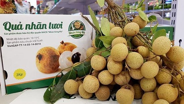 Longan is the fourth kind of fruit that Vietnam has exports to Australia (Photo: tapchicongthuong.vn)