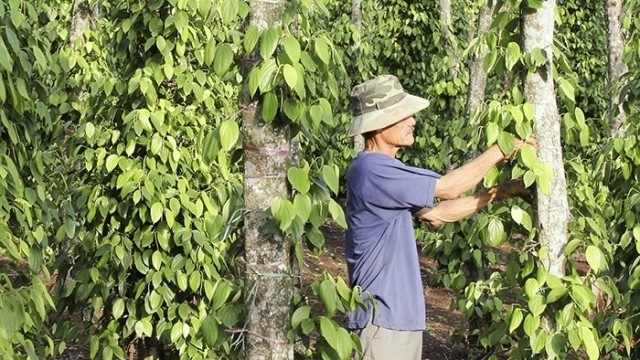 Vietnamese pepper is embracing great opportunities from free trade agreements.