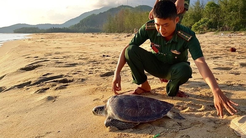 The Border Guard force of Thua Thien – Hue province and authorised agencies release a rare turtle back into the wild.