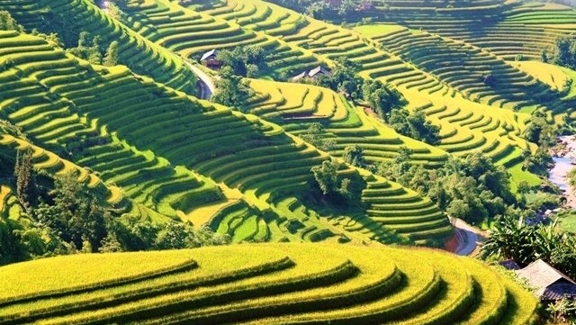 Photo:  Hoang Su Phi terraced rice fields