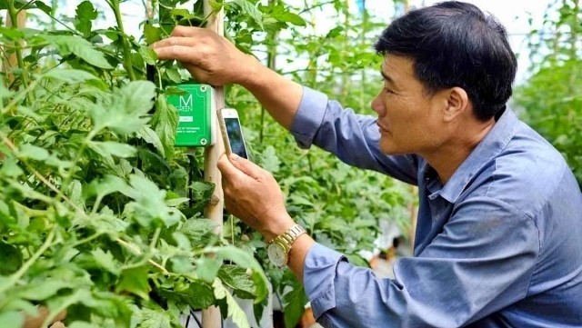 Smart technology applied in agricultural production in Lam Dong province. (Photo: NDO)