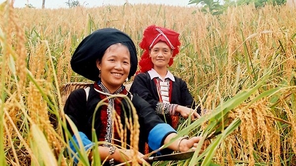 Ethnic women in a golden season on high slopes of Dien Bien province. (Photo: NDO)
