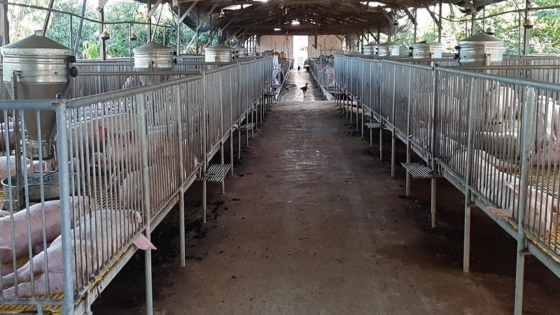 A pig farm in Dong Nai province (Photo: VOV)