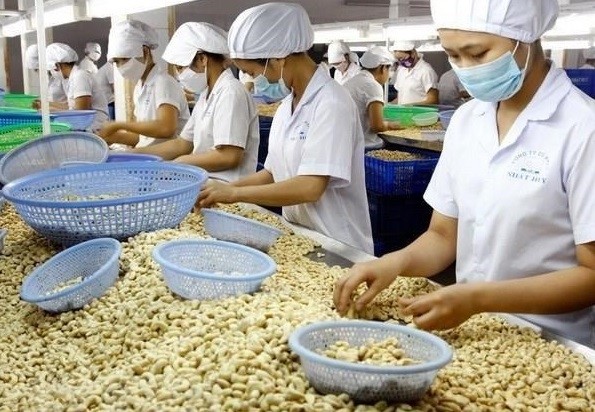 Processing cashew nuts for exports.