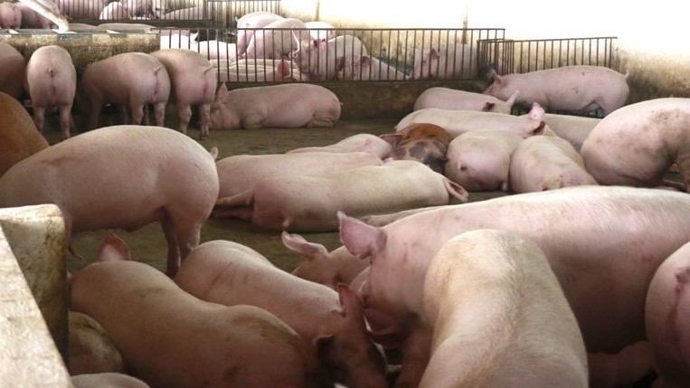 Pig prices are expected to increase even further due to a supply shortage.