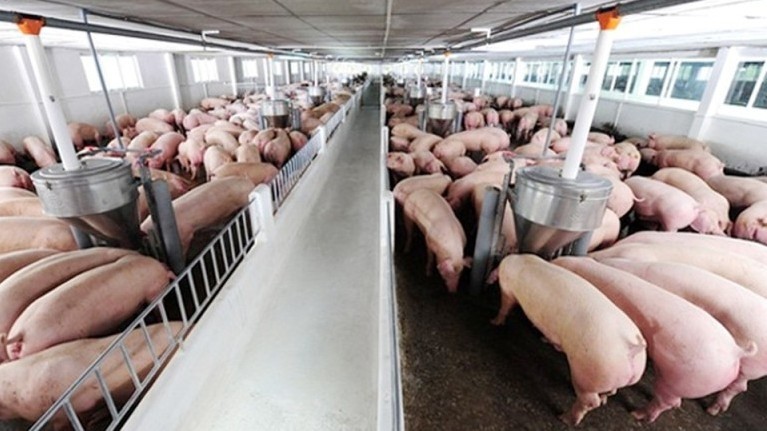 Pork prices are expected to continue rising in the coming time due to a supply shortage.