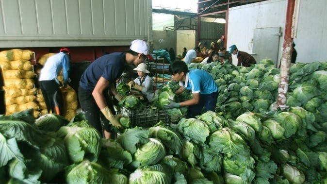 Cabbages are packed after being harvested at a farm. (Photo: VNA)