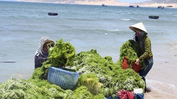 Farmers harvest seaweed in the sea area off the coast of Thuan Nam district, Ninh Thuan province (Photo: VNA)
