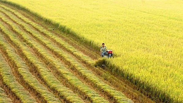 The annual festival aims to promote the rice supply and export capacity of localities in the Mekong Delta region and Vietnam in general to international friends.