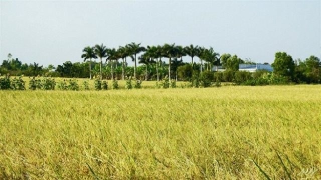 An ST24 rice field in harvest season in Soc Trang Province.