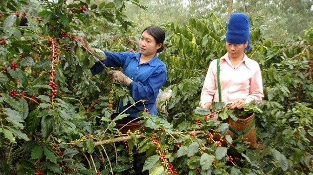 Coffee export turnover aims to reach the target of US$6 billion by 2030.