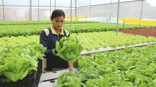 Vietnam and the Netherlands have great potential for the cooperation in agriculture. (Image for illustration/Photo: VNA)