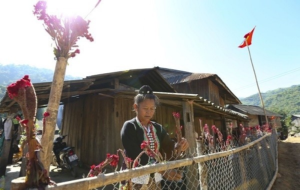 A Cong ethnic woman decorating her fence with flowers to prepare for the traditional ‘Tet Hoa’ festival (Photo: VOV)