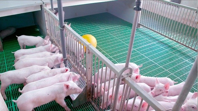 The pork prices are anticipated to climb higher when the Lunar New Year 2020 is approaching. (Illustrative image)