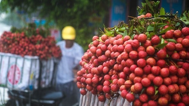Japan opens door for Vietnamese lychee (Photo: Vietnam+)