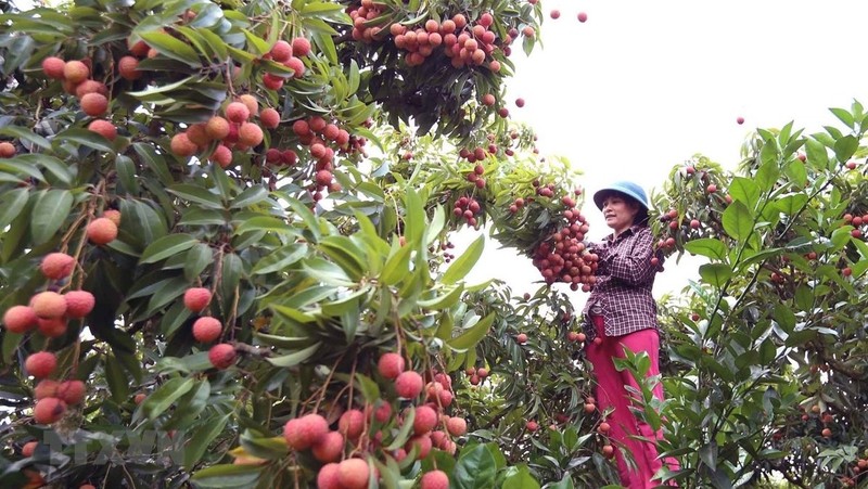 Lychee harvesting in Bac Giang province (Photo: VNA)