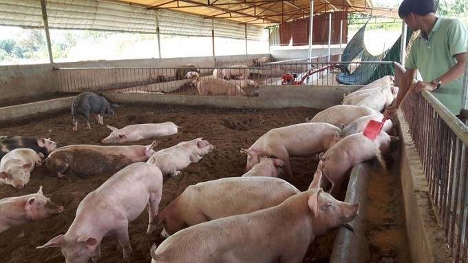 A pig farm on the outskirts of Hanoi (Photo: Ha Noi Moi)