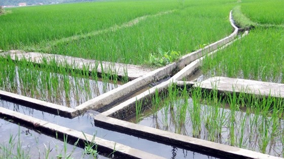 Under the strategy, 30% of the total rice growing area will be irrigated by advanced methods.