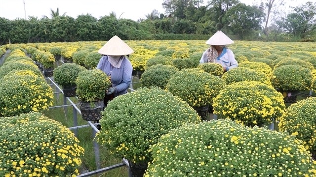 Farmers tend chrysanthemum pots in Sa Dec flower village in Dong Thap Province. (Photo: VNA)