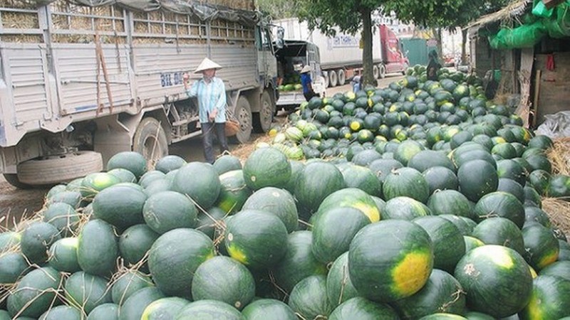 Watermelon is among nine Vietnamese fruits are eligible to be exported to China through official channels. (Illustrative image)