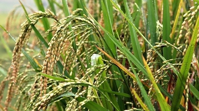 Vietnam’s ST25 rice honoured as best in the world at the Rice Trader World Rice Conference 2019. The country has been granted a quota of 55,112 tonnes of rice for export to the ROK. (Photo: VNA)