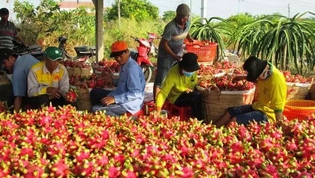 Dragon fruit is one of the exports affected by trade restrictions due to the new coronavirus.