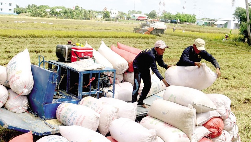 It is necessary to boost export of high quality rice to catch up with the world market. (Illustrative imange/baocantho)