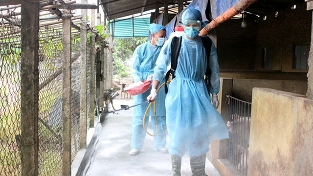Veterinary staff in Cat Que commune, Hoai Duc district, Hanoi spray chemicals to prevent African swine fever. (Photo: NDO/Anh Ngoc)